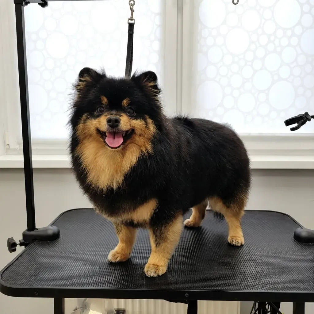 Полный комплекс (со стрижкой)