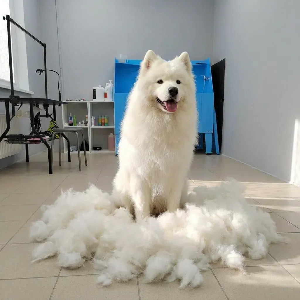 Экспресс линька